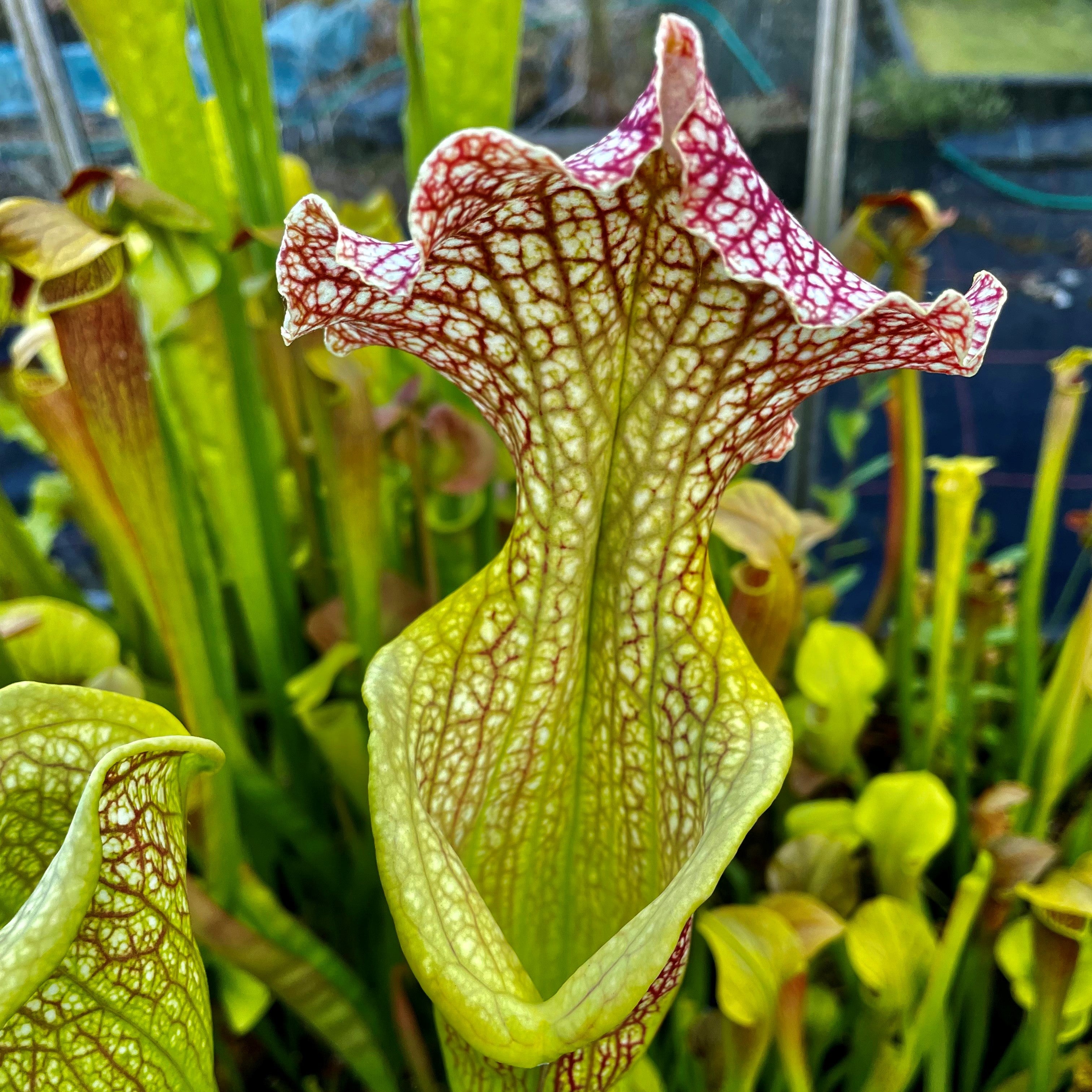 Sarracenia leucophylla - Open Mouth Hybrid