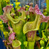 Sarracenia leucophylla - Open Mouth Hybrid