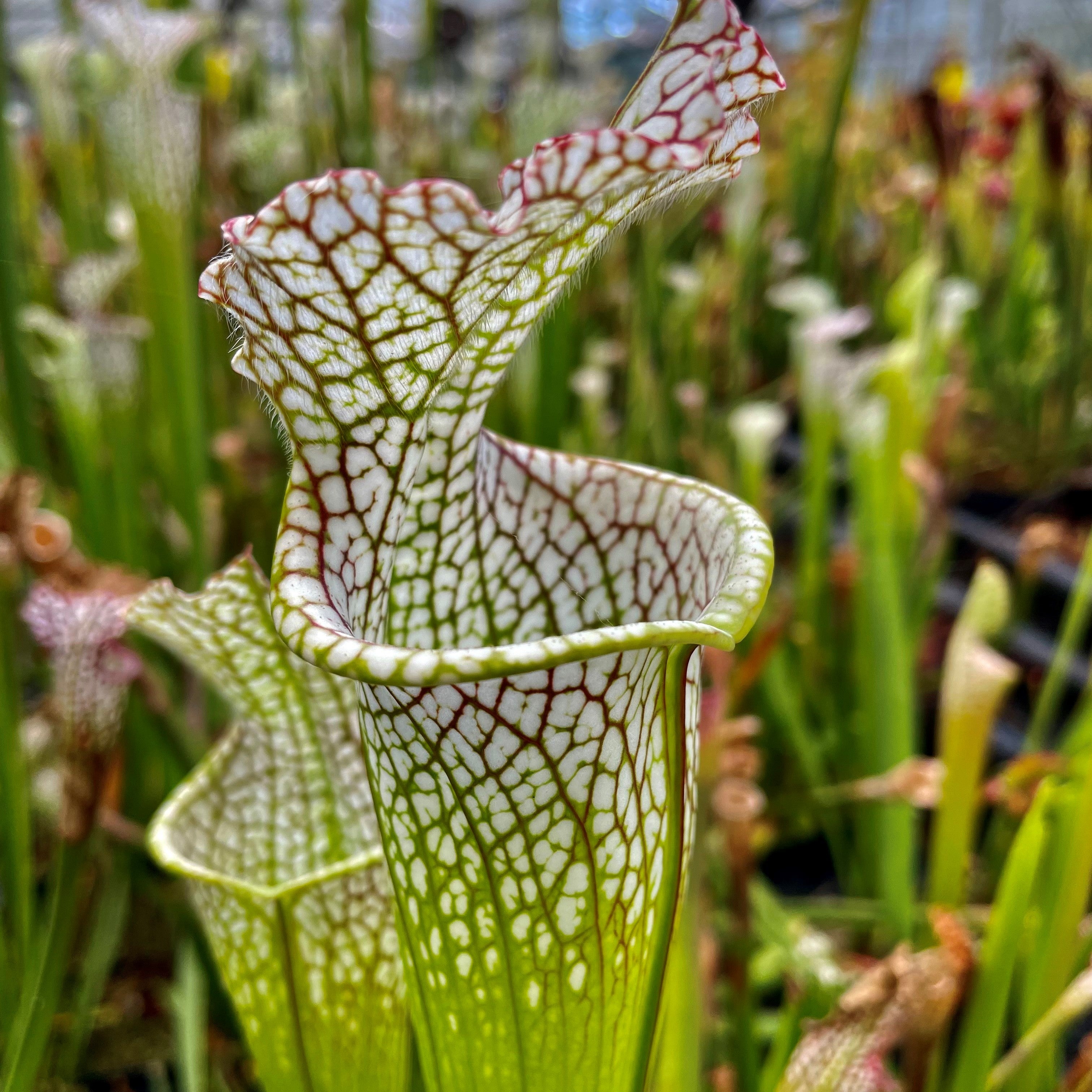 Sarracenia leucophylla var. leucophylla - Stocky, Blackwater State Forest, FL