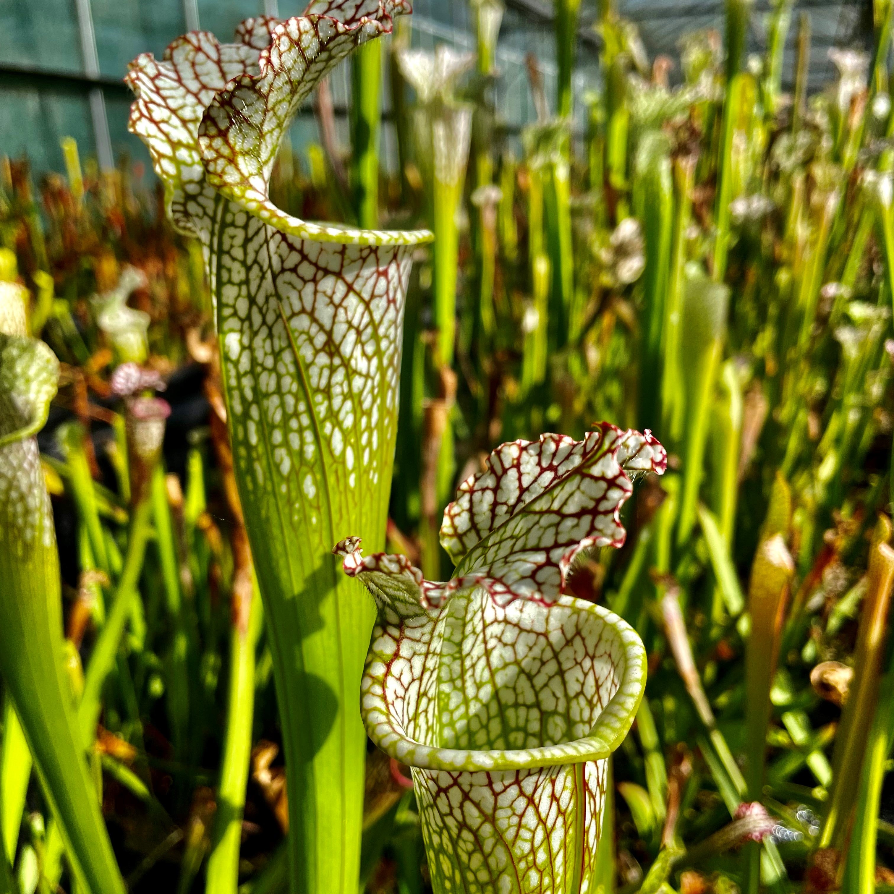 Sarracenia leucophylla var. leucophylla - Stocky, Blackwater State Forest, FL