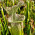 Sarracenia leucophylla var. leucophylla - Stocky, Blackwater State Forest, FL