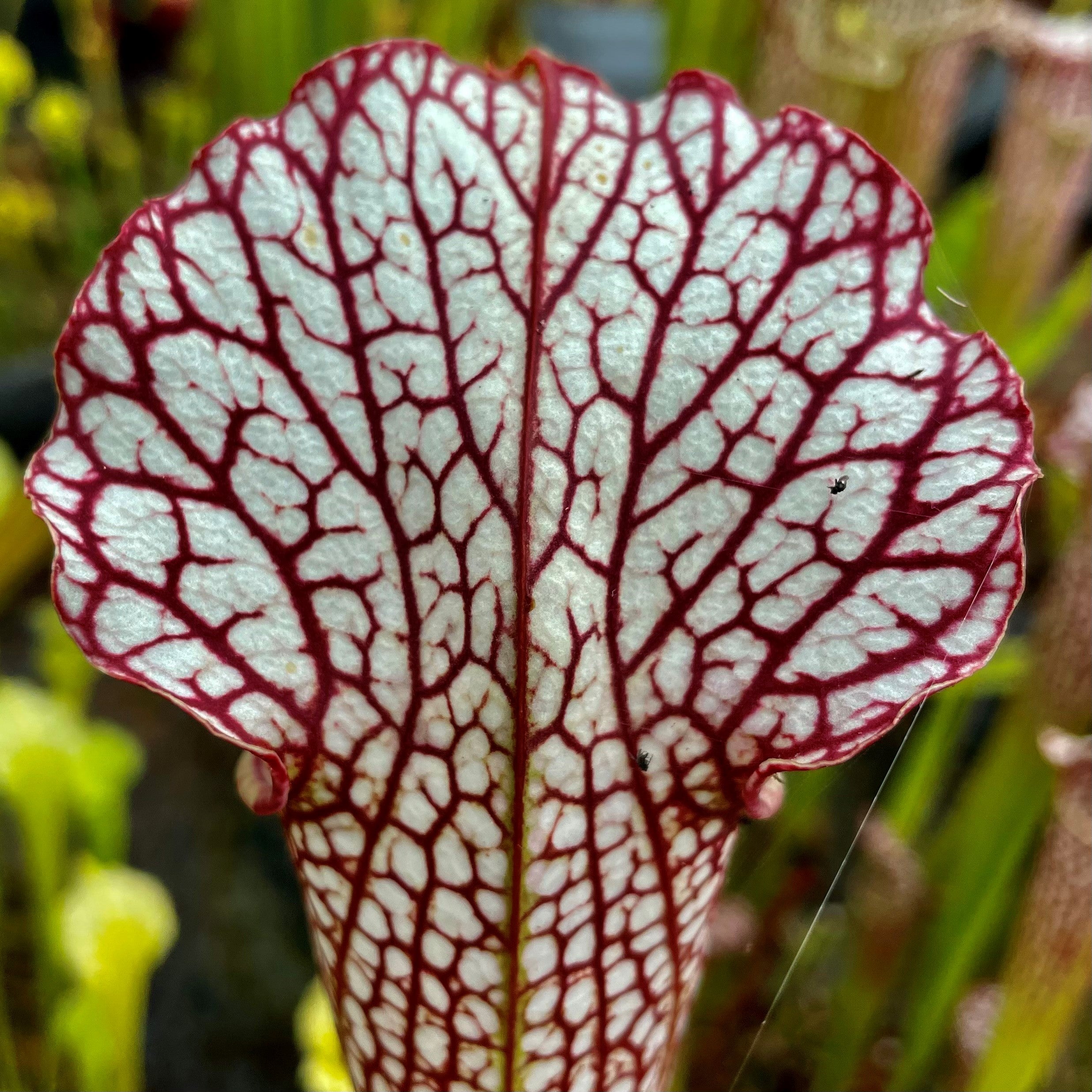 Sarracenia leucophylla x (x catesbaei)