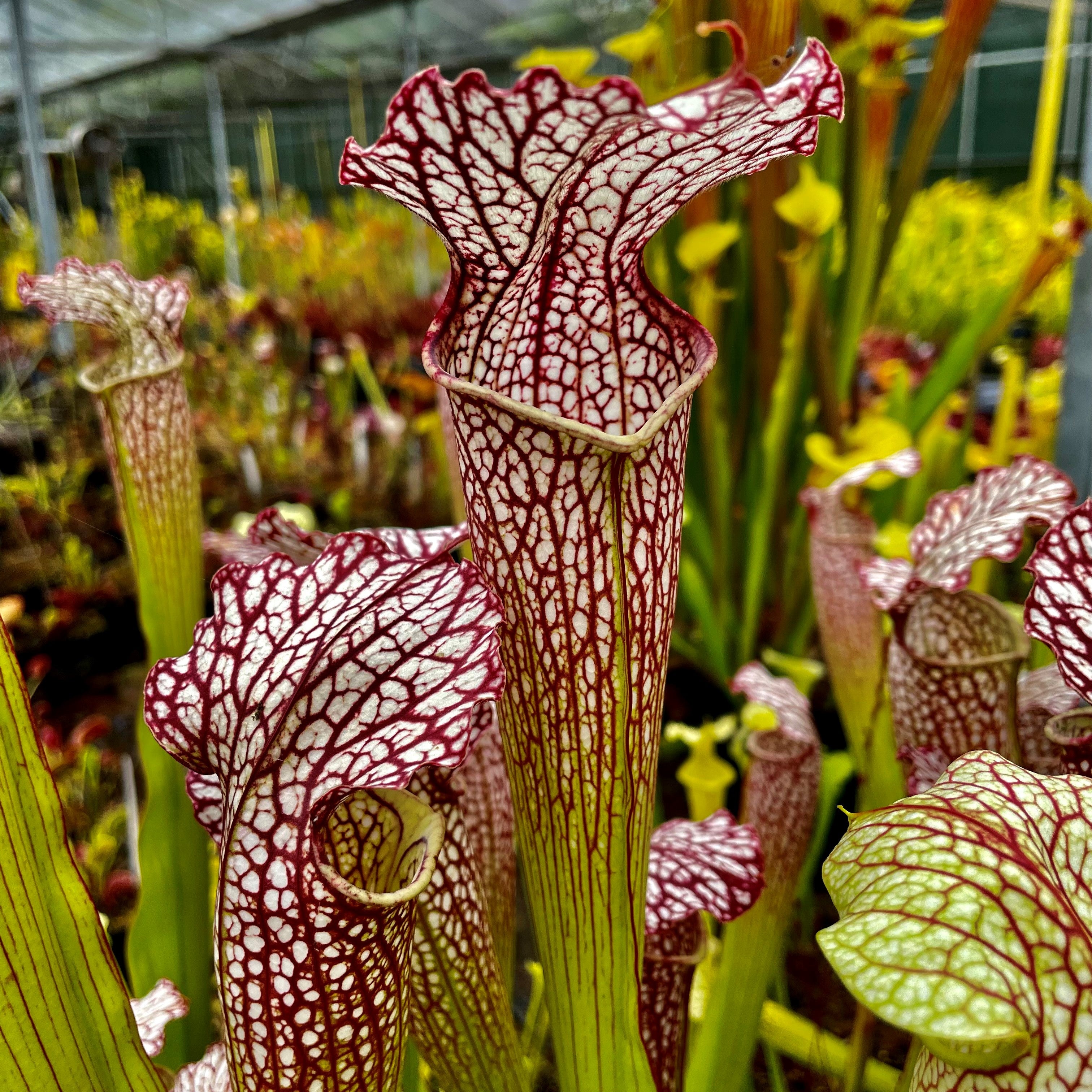 Sarracenia leucophylla x (x catesbaei)