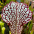 Sarracenia leucophylla x (x catesbaei)