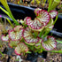 Sarracenia cv. 'Lynda Butt'