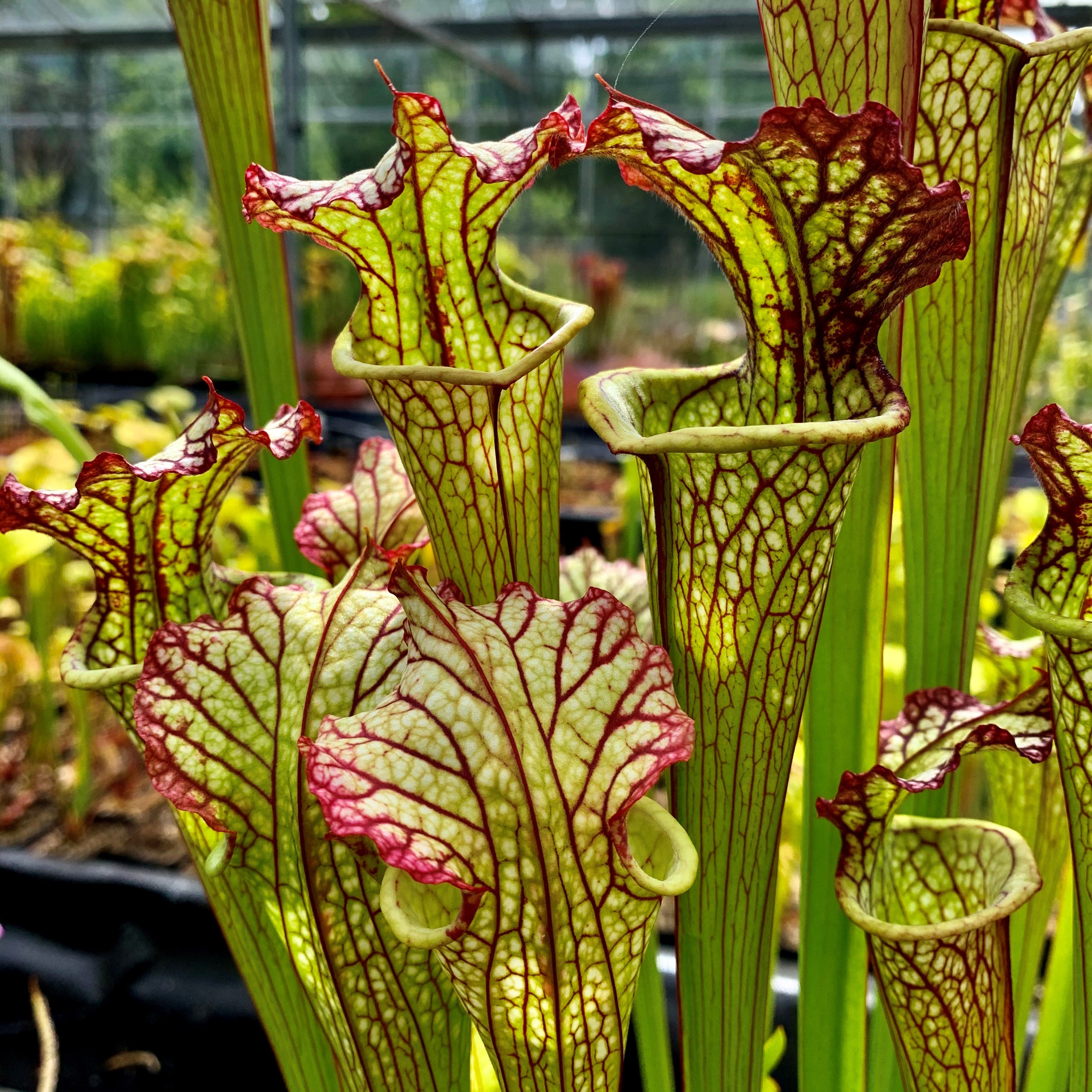 Sarracenia cv. 'Lynda Butt'