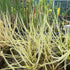 Drosera tracyi - Munson, Santa Rosa Co., Florida