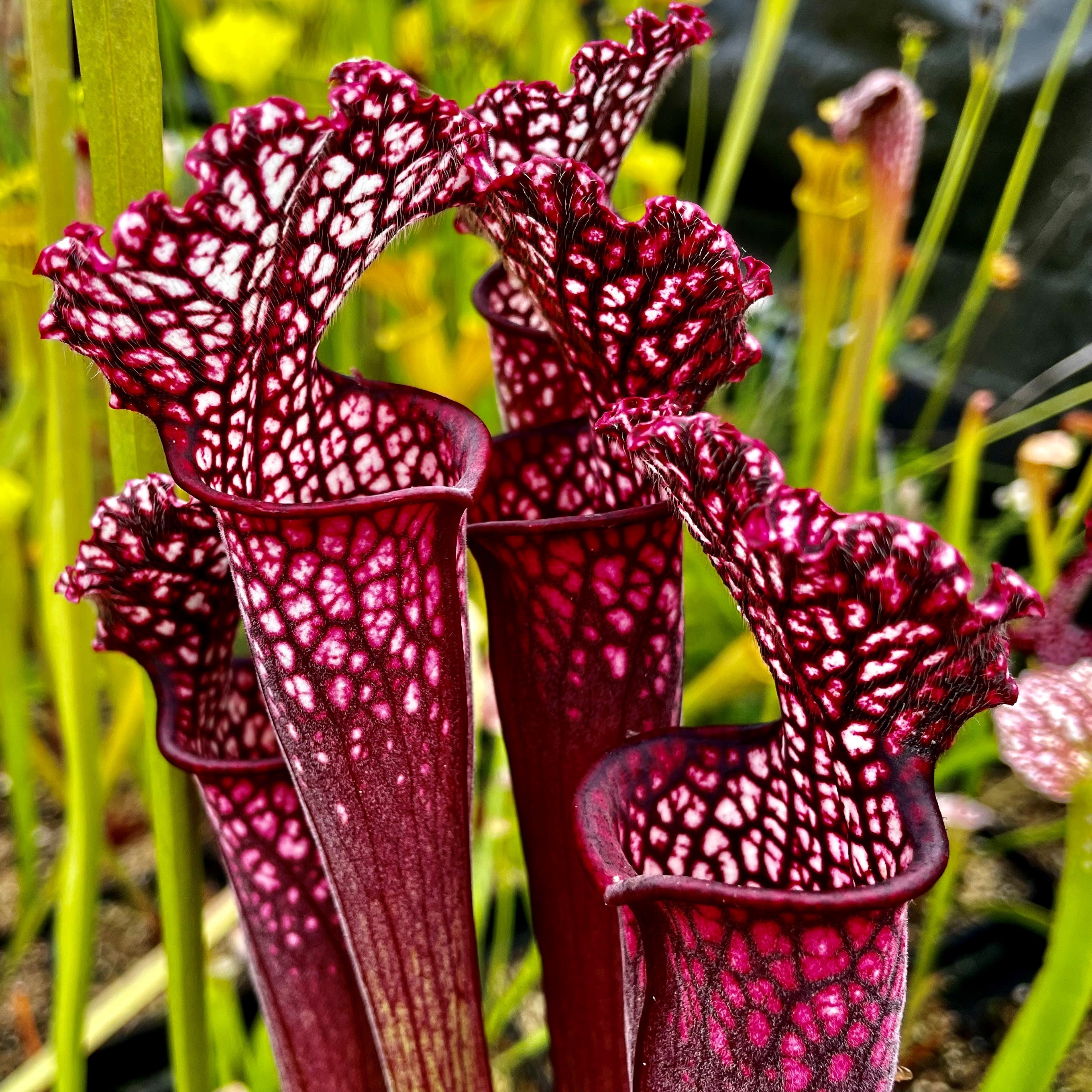 Sarracenia 'Premysl Otakar' x leucophylla