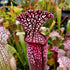 Sarracenia 'Premysl Otakar' x leucophylla