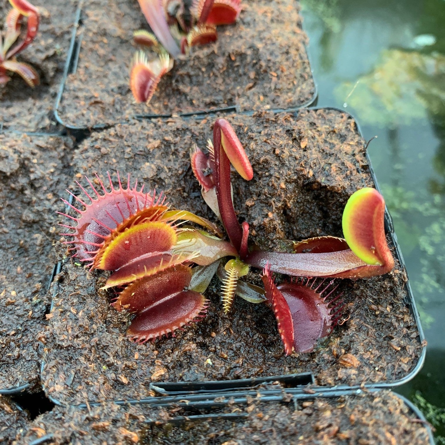 Dionaea muscipula - cv. 'Red Dragon' ('Akai Ryu')