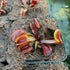 Dionaea muscipula - cv. 'Red Dragon' ('Akai Ryu')