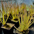 Drosera regia - South Africa