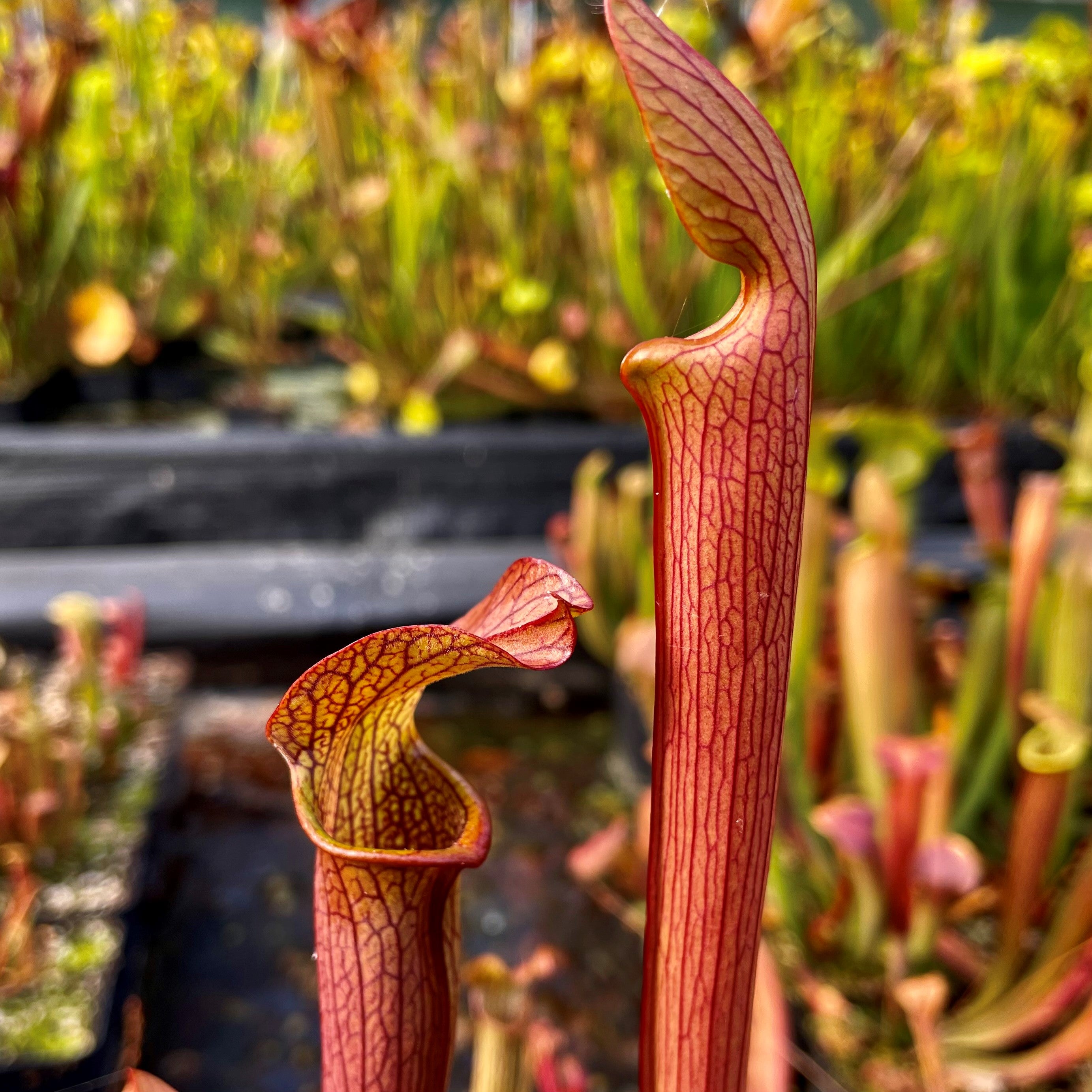 Sarracenia rubra subsp. rubra – Boardwalk Site, Green Swamp, North Carolina