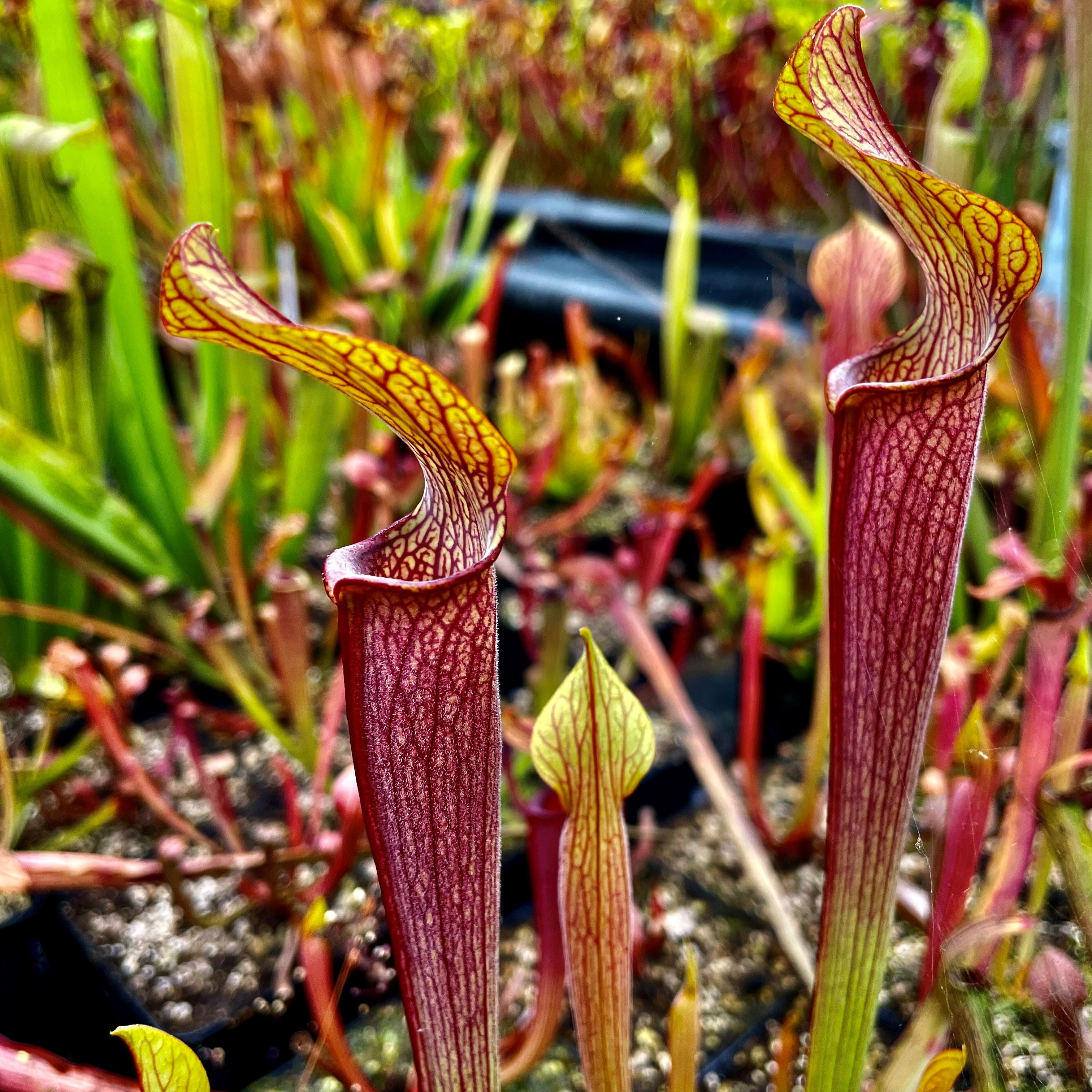 Sarracenia rubra subsp. rubra - Heavily Veined, Edmund, Lexington Co., South Carolina