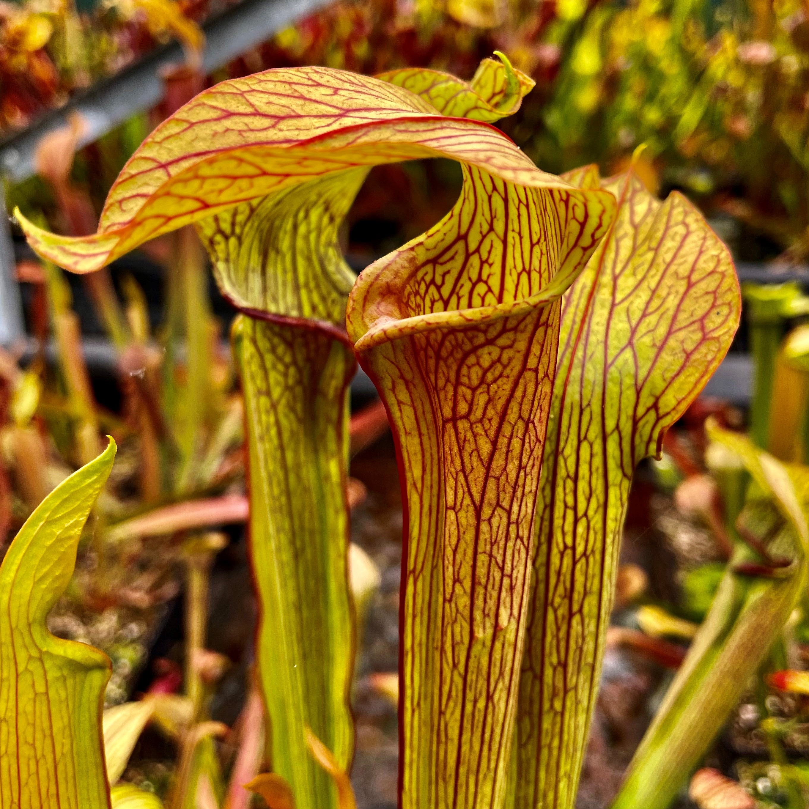 Sarracenia rubra subsp. rubra - Long Lid, North Florida