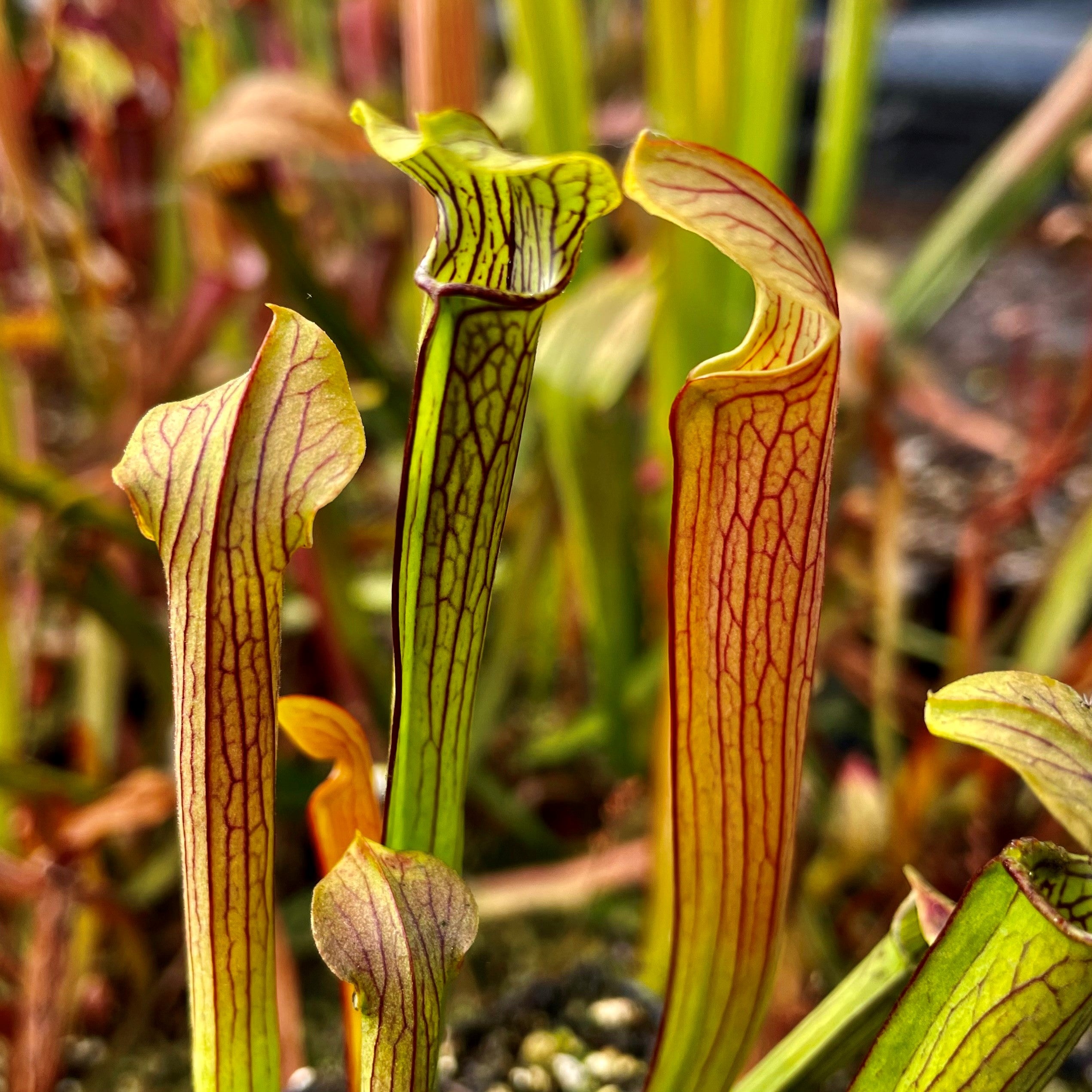 Sarracenia rubra subsp. rubra – Small Red Form, Mississippi