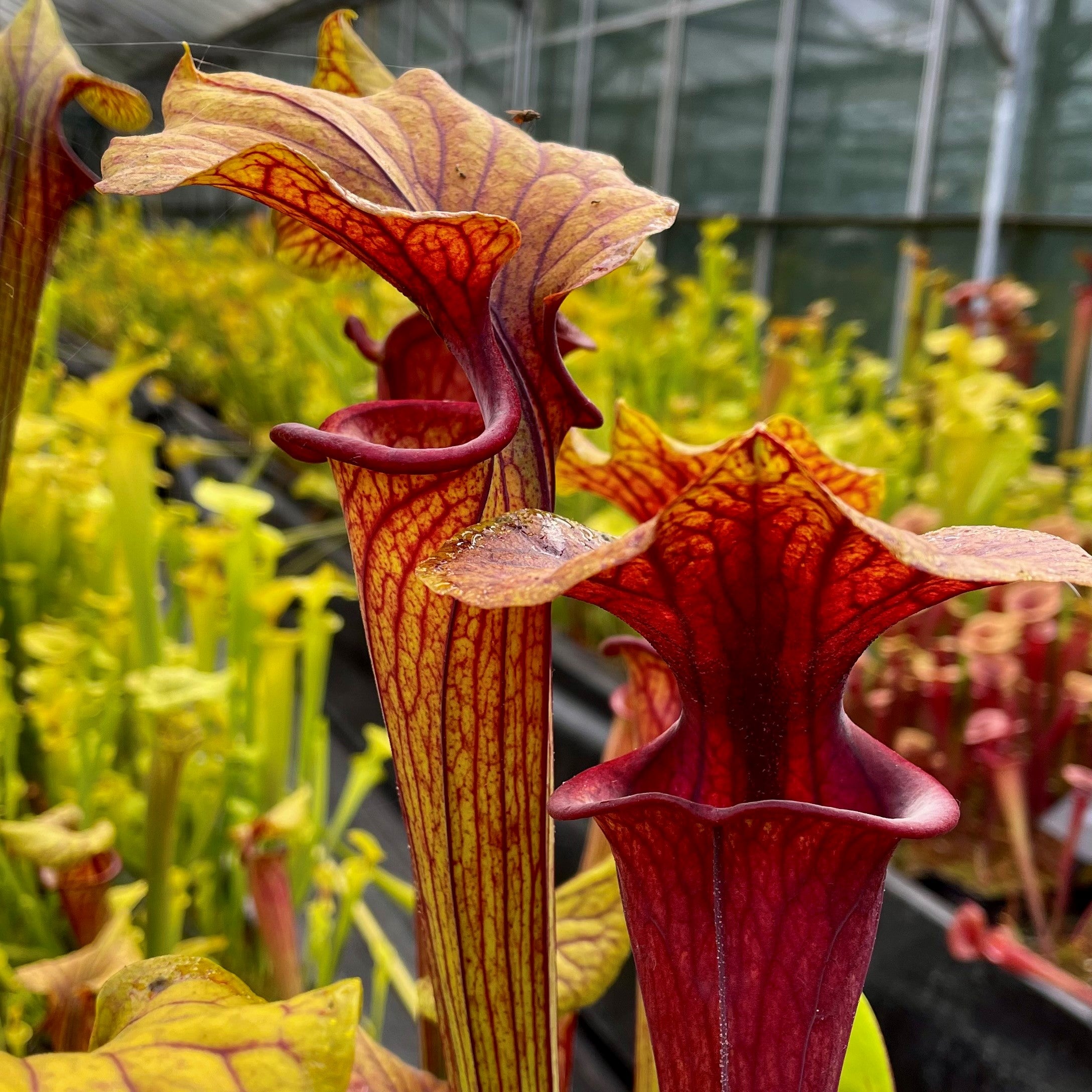 Sarracenia flava var. ornata – Sandy Creek Road, Bay Co., Florida