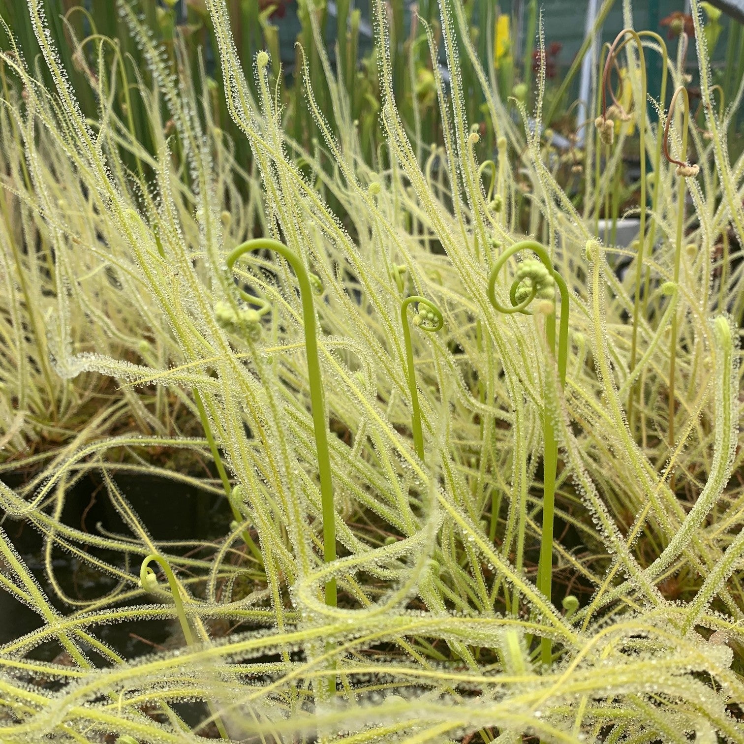 Drosera tracyi cv. 'Schnell's White' - North America