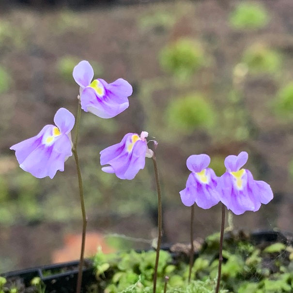 Utricularia microcalyx - Tropical Africa