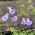 Utricularia microcalyx - Tropical Africa