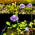 Utricularia calycifida - Giant, Gran Sabana, Venezuela