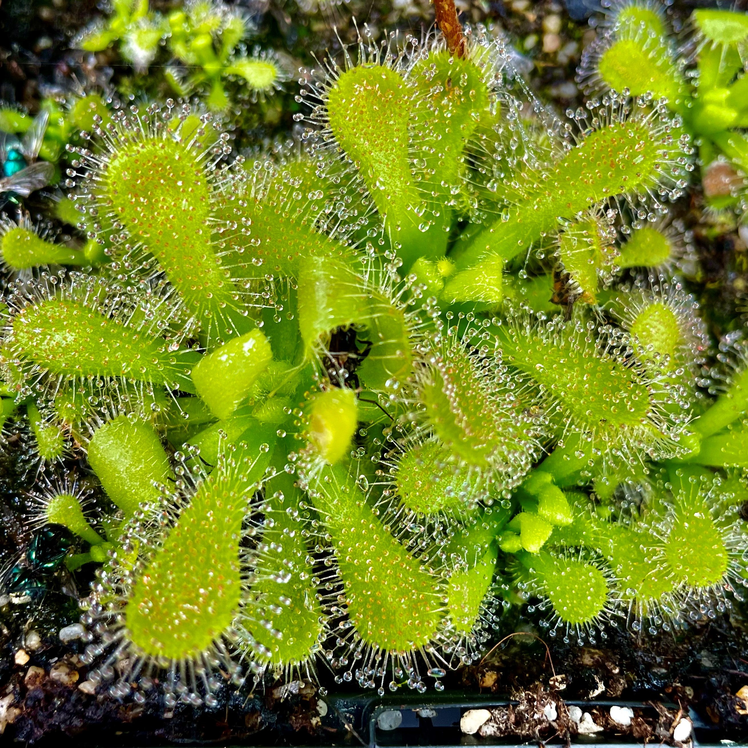 Drosera venusta - All Green Form, South Africa