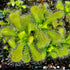 Drosera venusta - All Green Form, South Africa