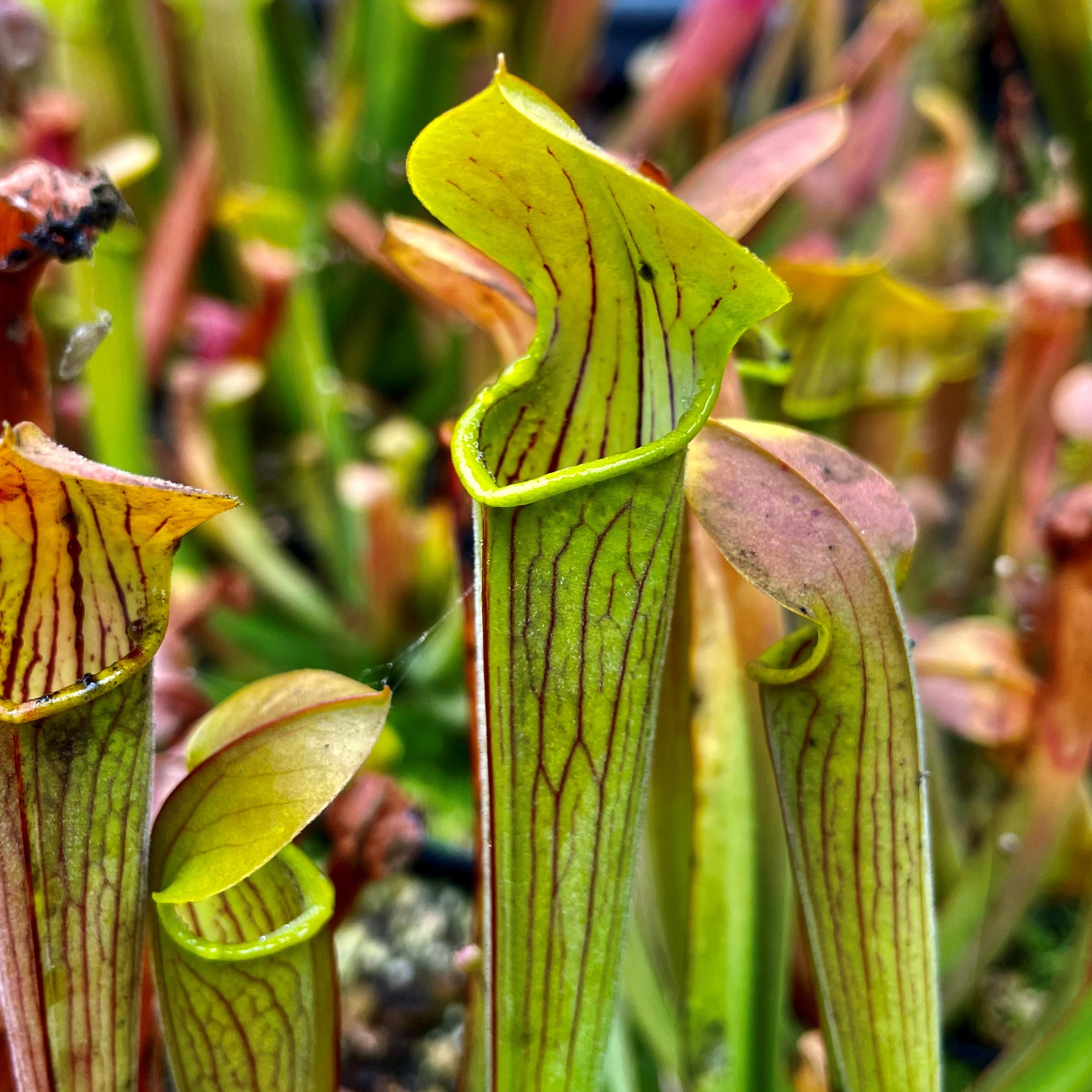 Sarracenia rubra subsp. wherryi – Short, Deer Park, Washington Co., Alabama