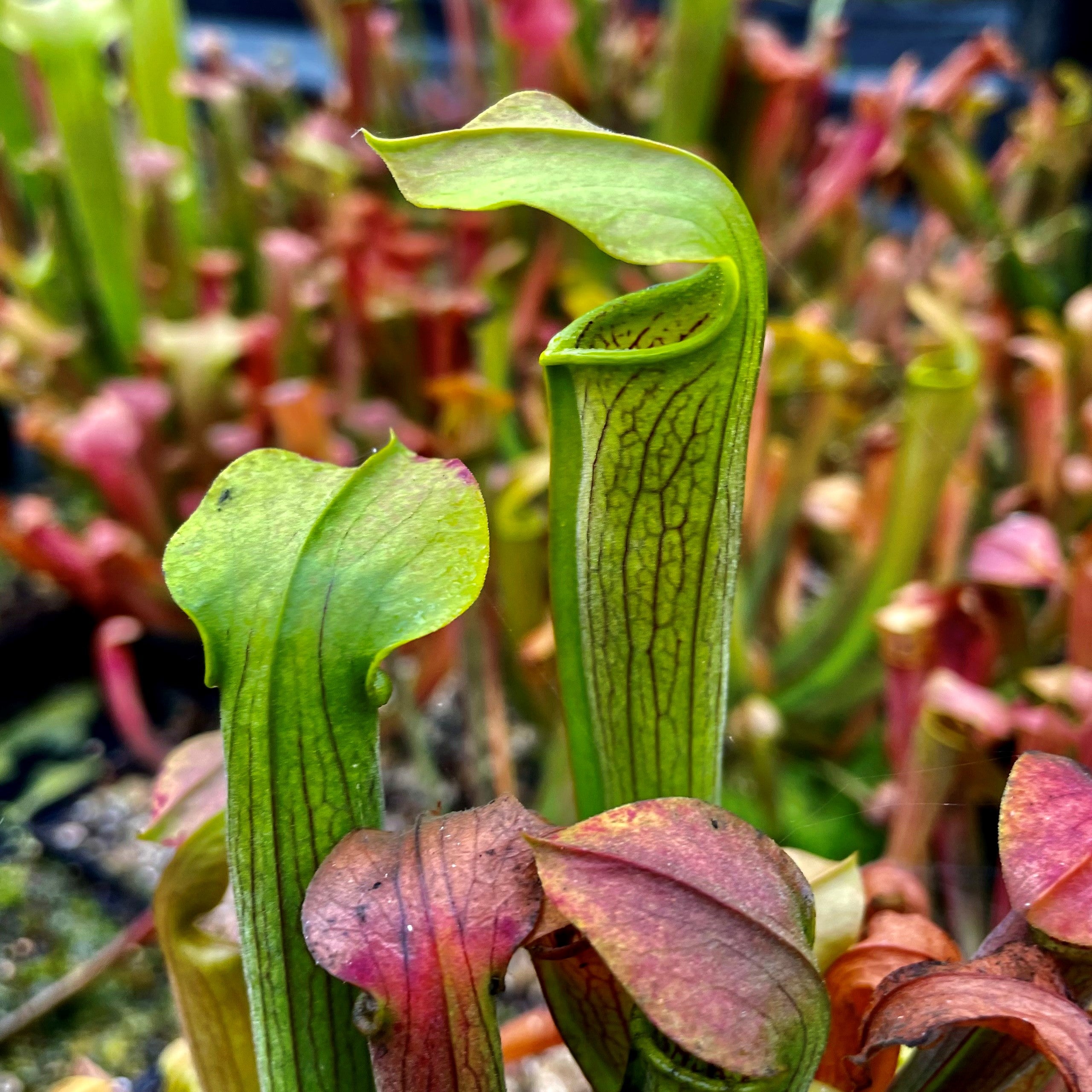 Sarracenia rubra var. wherryi - Yellow Flower, Deer Park, Washington Co., Alabama